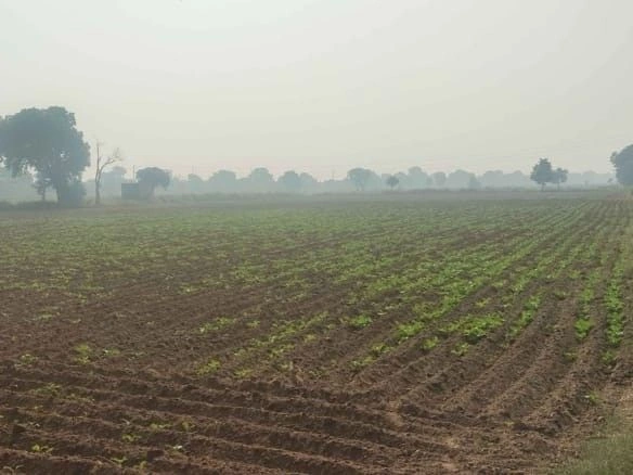 Furrowed field with young crop seedlings